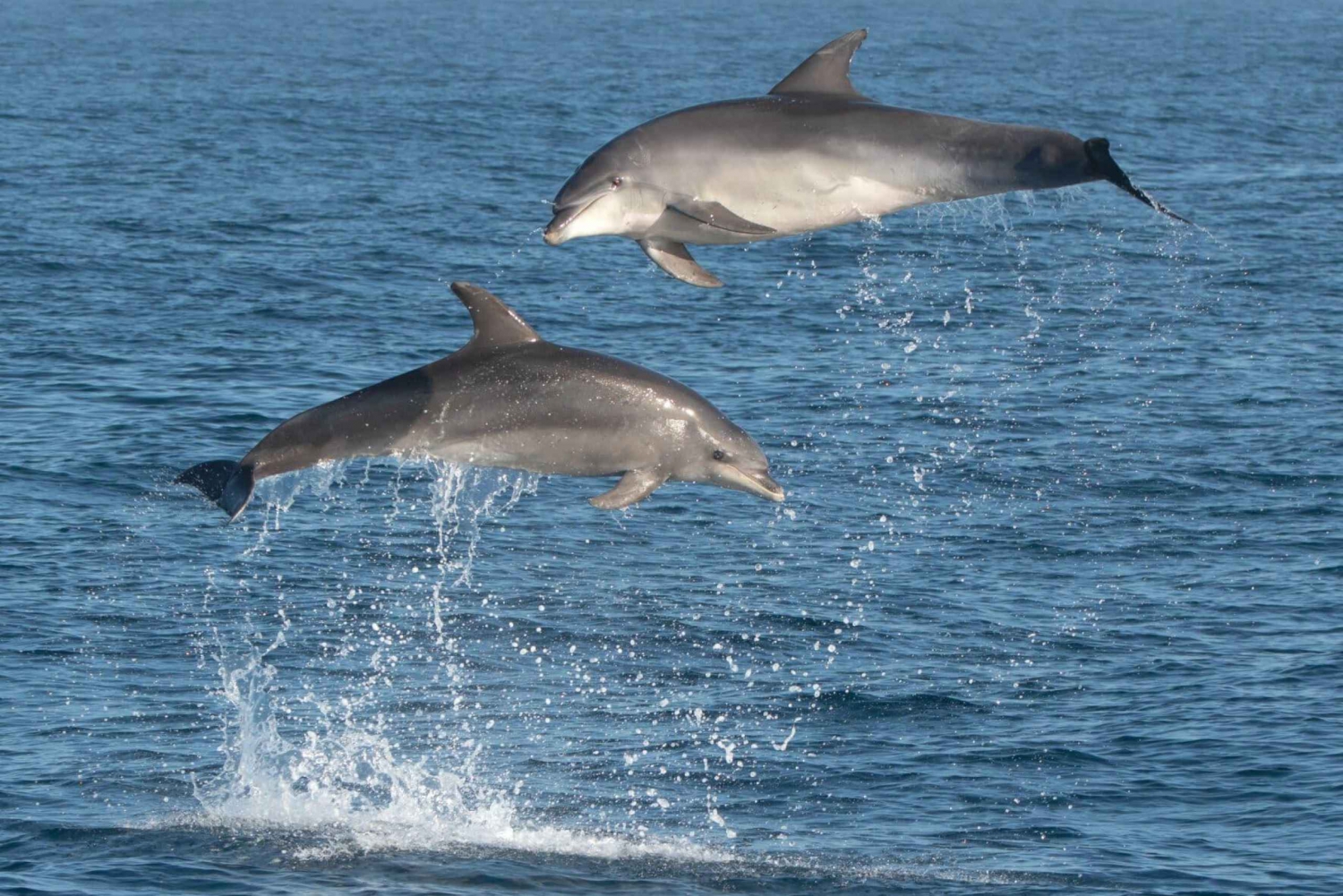 Marbella: Dolphin Watching Boat Tour in Marbella